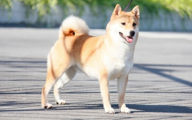 4 con giáp coi trọng 'dĩ hòa vi quý', luôn bình thản trước biến cố và là chỗ dựa đáng tin cậy Ảnh 2