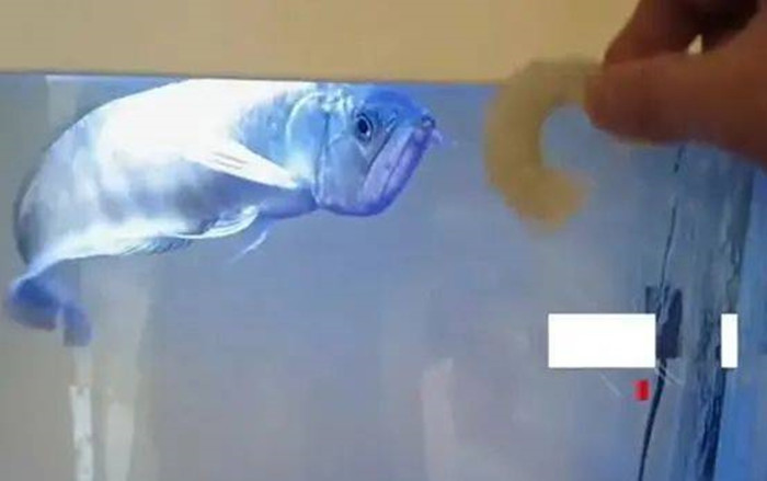 Cá 'cưng' nuôi 3 năm trời đột ngột chết, người đàn ông buồn bã nhưng bất ngờ làm một việc Ảnh 2