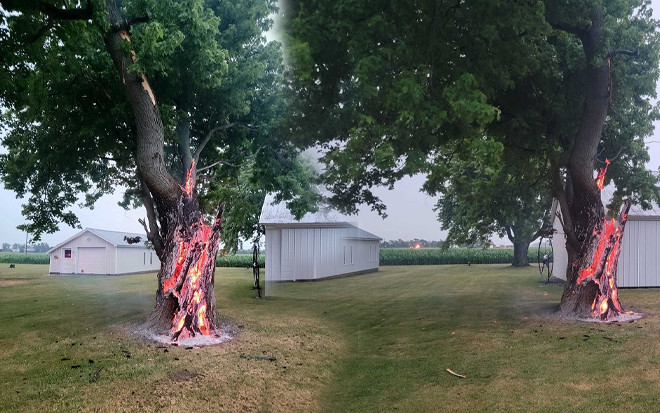 Kinh ngạc thân cây bốc cháy đỏ rực bên trong chẳng khác nào một 'lò thiêu tự động' Ảnh 2