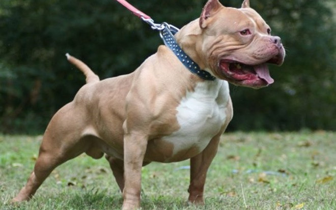 Bực tức vì bị đánh, người đàn ông thả chó Pitbull và Becgie sang tấn công hàng xóm Ảnh 2