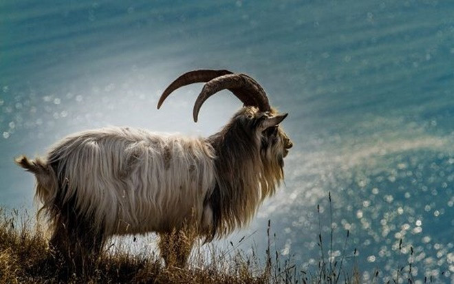 3 con giáp không có chí tiến thủ, yêu cuộc sống yên bình và dễ bằng lòng với thực tại Ảnh 2