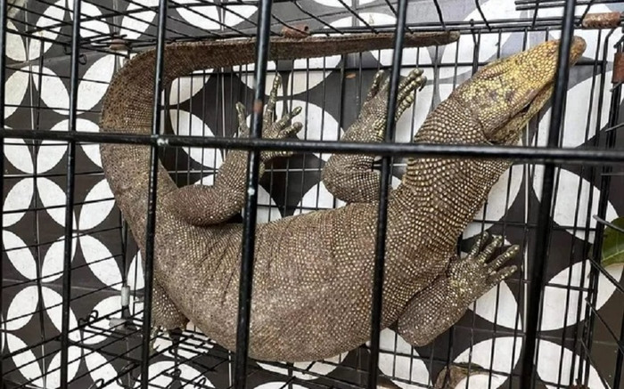 Thấy nhóm thanh niên vây bắt kỳ đà vân quý hiếm, người đàn ông có hành động đáng ngợi khen Ảnh 2