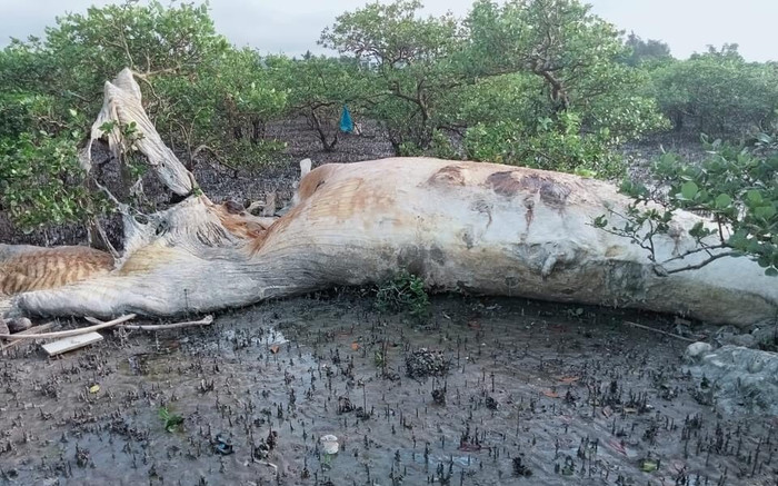 Phát hiện xác cá voi nặng 10 tấn trôi dạt khu vực rừng ngập mặn Ảnh 2