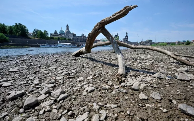 Bờ sông Elbe khô cạn ở Dresden - Đức ngày 20-7 - Ảnh: REUTERS