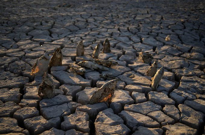 Cá chết khô dưới đáy hồ Mead được một du khách cắm vào các khe nứt của đất như những 'tượng đài' ghi dấu hạn hán tử thần - Ảnh: AP