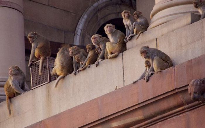 Bé trai 4 tháng tuổi chết tức tưởi khi bị khỉ cướp từ tay người cha và ném khỏi tầng thượng Ảnh 2