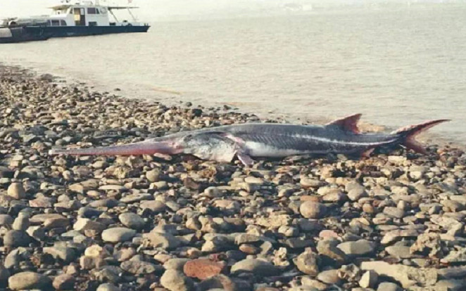 'Vua cá nước ngọt' sông Dương Tử chính thức tuyệt chủng Ảnh 2