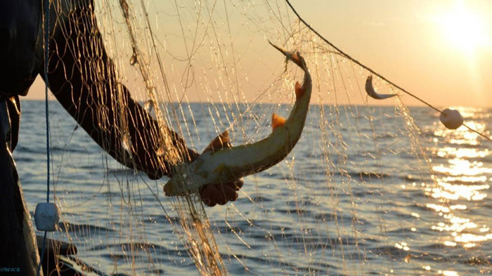 Cá tầm trắng được xem là loài nguy cấp và cấm đánh bắt thương mai do số lượng giảm mạnh 