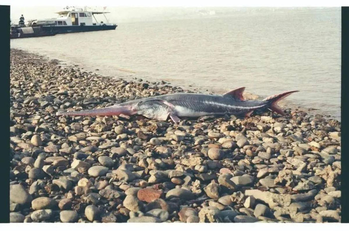 Cá tầm sông Dương Tử (tên khoa học: Acipenser dabryanus). (Ảnh: Sohu)