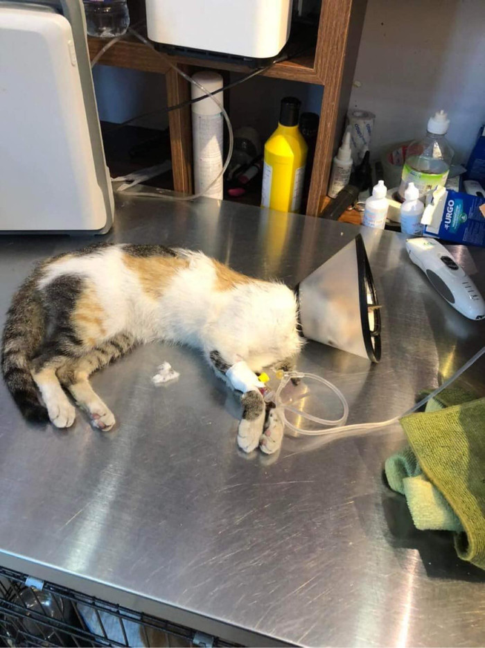 Vụ việc 20 con mèo bị đánh bả khiến cư dân mạng vô cùng phần nộ