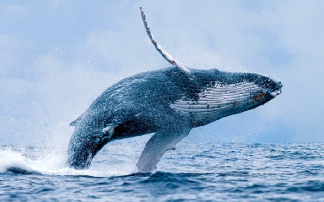 Cá voi lớn nhất hành tinh bất ngờ xuất hiện ở biển Bình Định Ảnh 2