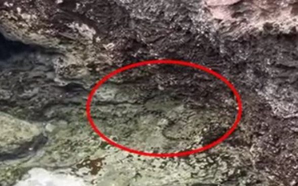 Lan truyền thông tin rắn biển xuất hiện ở đảo Phú Quý, thực hư ra sao? Ảnh 2