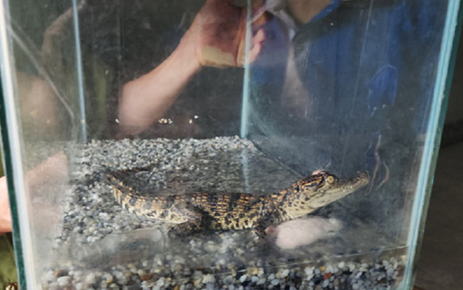 Con trai mang cá sấu 'nhí' về nhà đòi nuôi, người mẹ vội vàng làm một điều Ảnh 2
