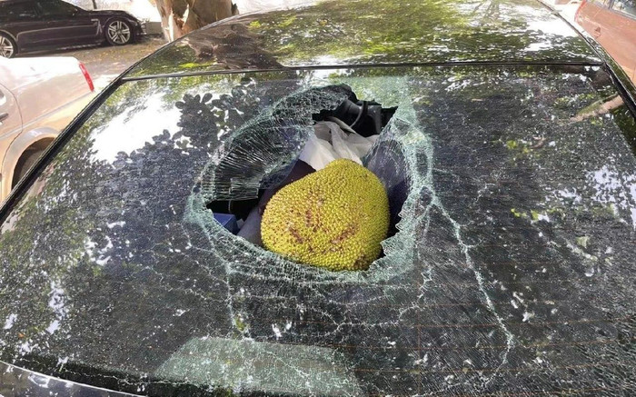Chủ ô tô phải bỏ cả chục triệu để 'mua' trái mít chỉ vì hành động chủ quan này Ảnh 2