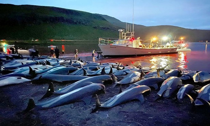 Xác cá heo tràn lan bờ biển. (Ảnh: Sea Shepherd)