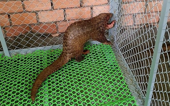 Tình cờ phát hiện 2 con tê tê quý hiếm lạc trong dãy cà phê, người đàn ông có hành động đáng khen Ảnh 2