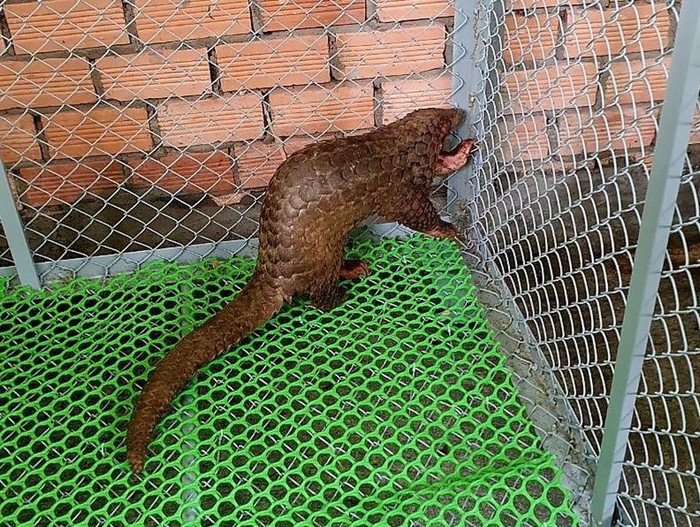 Cá thể tê tê được phát hiện trên dãy cà phê. (Ảnh: PLO)