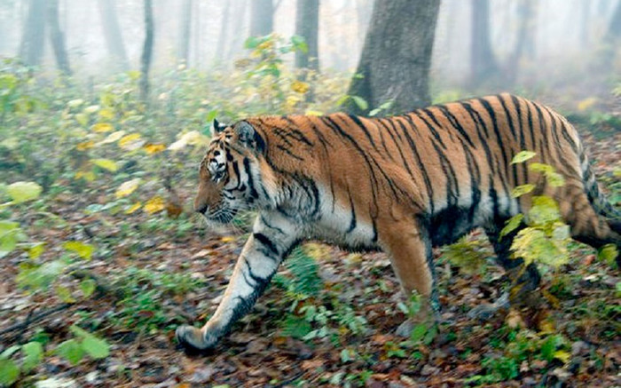 Người đàn ông hoảng hốt báo tin gặp hổ tự nhiên khi tham quan Vườn quốc gia Phong Nha – Kẻ Bàng Ảnh 2