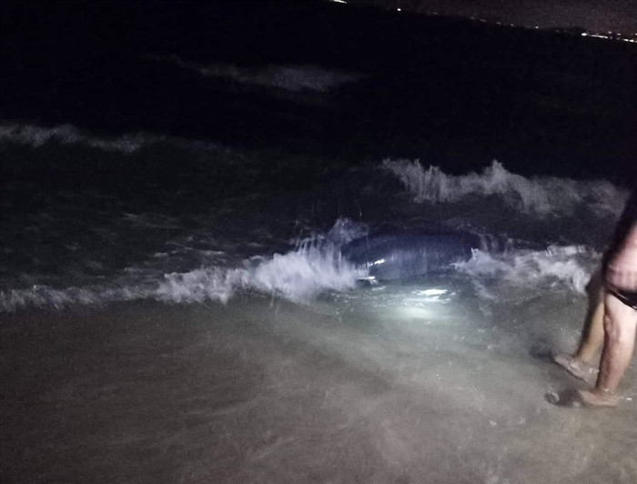 Cá voi được phát hiện ở bờ biển Mũi Né. Ảnh: NT