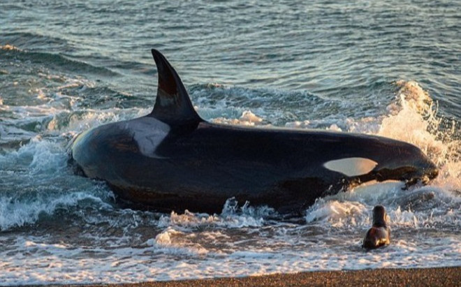 Cá voi 'lạc trôi' vào bờ biển Mũi Né, hành động ngư dân gây chú ý Ảnh 2