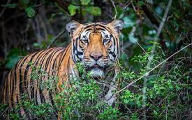 Vụ hổ tự nhiên xuất hiện ở Vườn quốc gia Phong Nha - Kẻ Bàng: Đặt bẫy ảnh để xác thực thông tin Ảnh 2