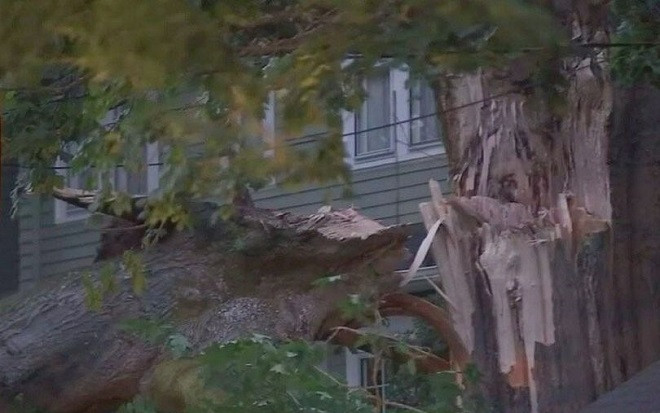 Cây cổ thụ 200 năm tuổi bất ngờ nứt toác, gãy đổ ra đường vì nóng Ảnh 2