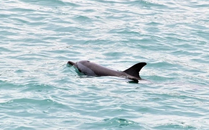 Cá heo dạt vào bờ biển cảng Lý Sơn Ảnh 2