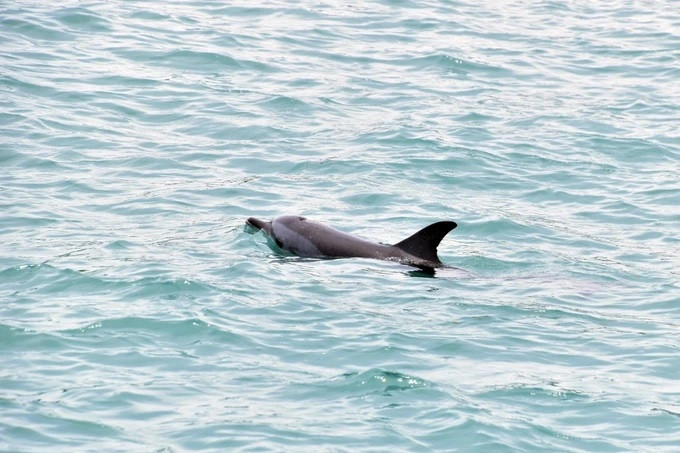 Con cá heo dạt vào bờ khiến nhiều người dân thích thú