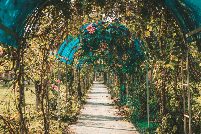 Khuôn viên ngập tràn hoa của Học viện Nông nghiệp Việt Nam