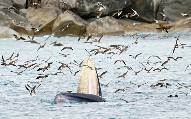 Sự thật về chú cá voi xanh gây sốt ở biển Bình Định Ảnh 2