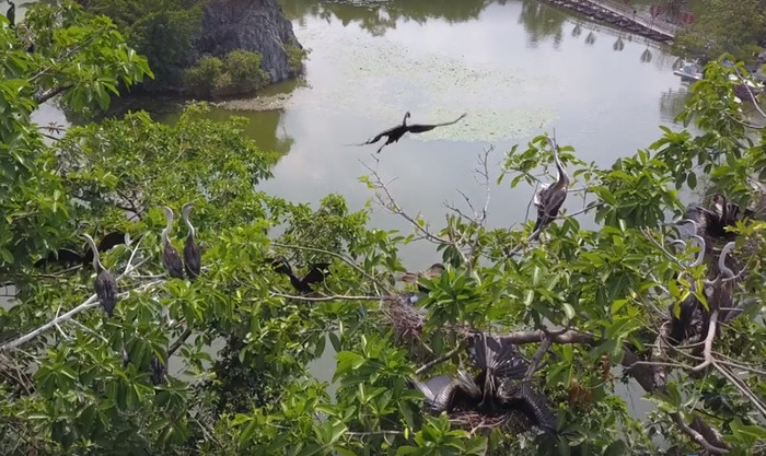 Chim cổ rắn có thể bơi trong nước. (Ảnh: Internet) 