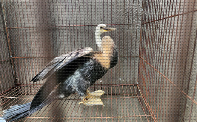 Chim hiếm thuộc sách đỏ bất ngờ đậu trên mái nhà không chịu bay, người dân vội vàng làm một điều Ảnh 2