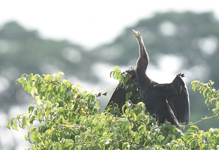 Đây là loài động vật quý hiếm nằm trong Sách đỏ.  (Ảnh: báo Nhân Dân)