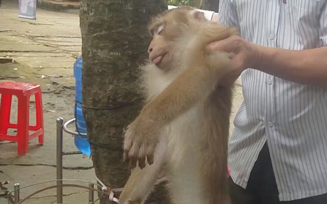 Khỉ đuôi lợn quý hiếm 'đại náo' Củ Chi và màn cải trang 'xuất sắc' từ Kiểm lâm tóm gọn con vật Ảnh 2