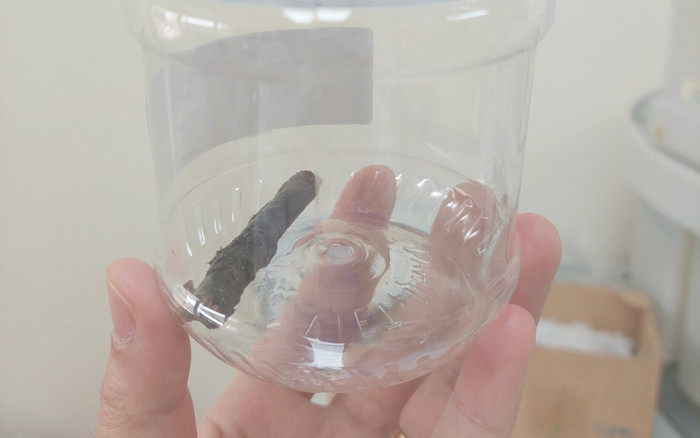 Thanh niên ho ra máu suốt 14 năm vì chung sống với cành cây dài gần 7cm đâm xuyên phổi Ảnh 2