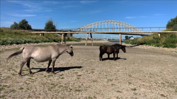 Một con kênh phụ cạn trơ đáy của sông Waal, trong đợt hạn hán ở Nijmegen, Hà Lan ngày 10/8: (Ảnh: Anadolu Agency).