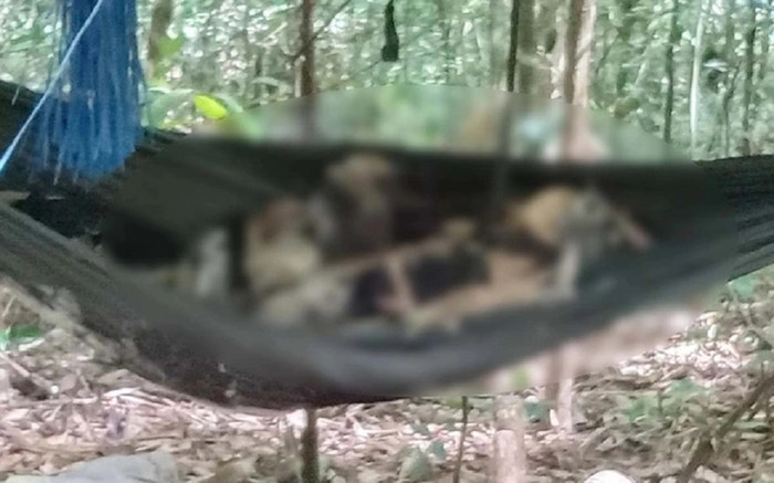 Phát hiện mới vụ 2 bộ xương khô nằm trên võng giữa rừng Ảnh 2