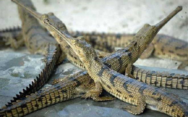 Hàng triệu người hồi hộp theo dõi cuộc truy bắt 'thủy quái' ở Trung Quốc Ảnh 2