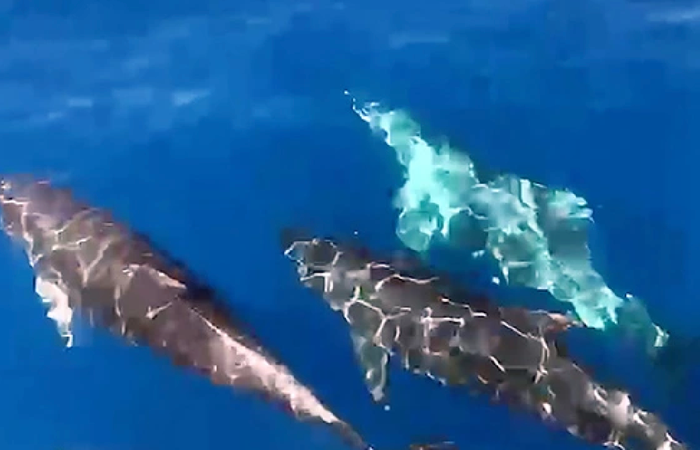 Hàng trăm chú cá heo xuất hiện tại biển Khánh Hoà Ảnh 1