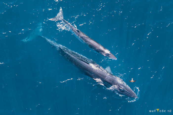 Cá voi trên biển Đề Gì (ảnh Quỷ Cốc Tử)