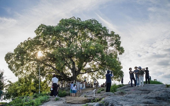Cây sếu cổ 500 tuổi tọa giữa làng quê yên bình bỗng trở nên nổi tiếng, tấp nập đón khách ghé thăm Ảnh 2