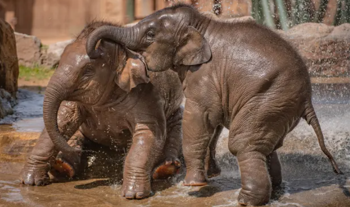 Những chú voi châu Á ở vườn thú Chester hạ nhiệt bằng cách chơi đùa trong bể bơi. (Ảnh: Vườn thú Chester)