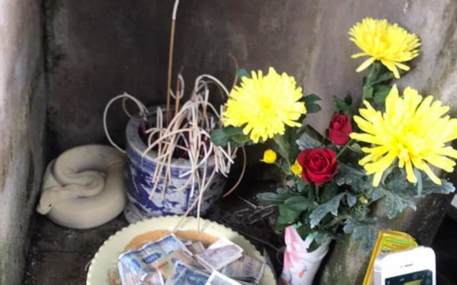 Tình hình hiện tại 'bạch xà' xuất hiện trong sân đình ở Bắc Giang thế nào? Ảnh 2