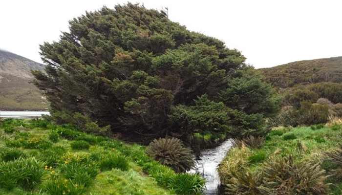 Cây vân sam Sitka ở hòn đảo Campbell, New Zealand được công nhận là cây cô đơn nhất thế giới