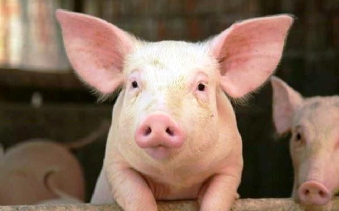 7 bộ phận trên cơ thể lợn được bác sĩ khuyến 'nên ăn ít' Ảnh 2