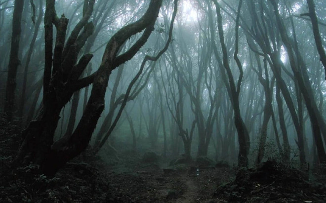 Khu rừng bí ẩn nhất thế giới được mệnh danh là 'tam giác quỷ' ở Romania Ảnh 2