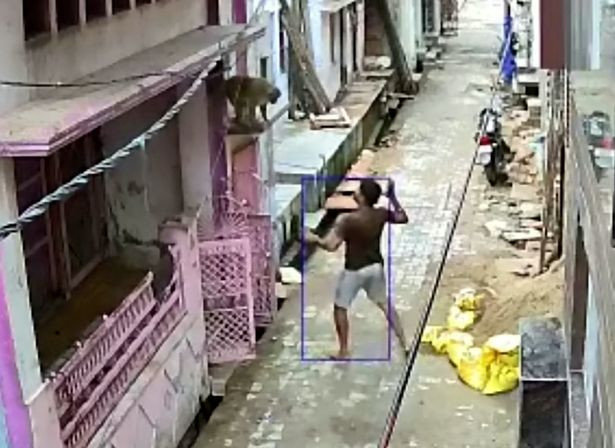 Người đàn ông ném đá vào con khỉ