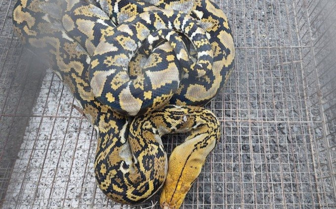 Phát hiện trăn gấm dài khoảng 2m quấn quanh cây cảnh ở trường học Ảnh 2