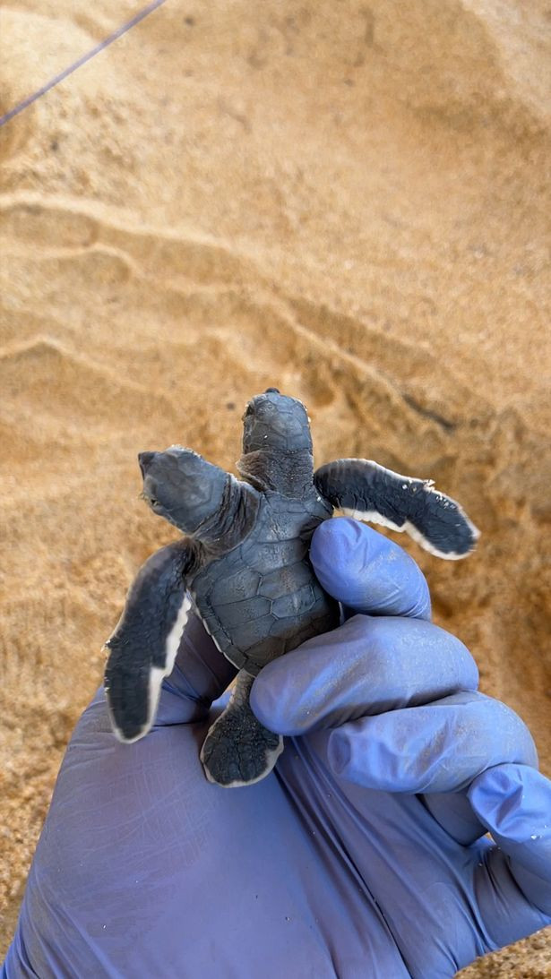 The strange two-headed turtle and the beautiful ending for the 'mutant species' efforts to survive Photo 4