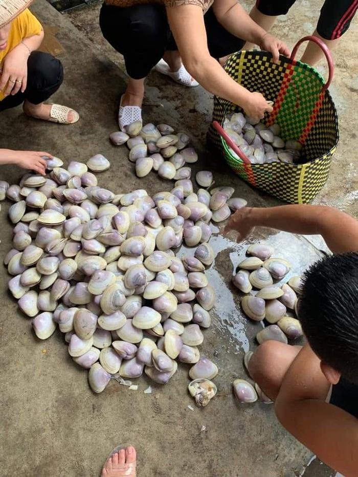 Sau bão Noru, hàng trăm tấn ngao giấy dạt trắng bờ biển ở Nam Định Ảnh 4